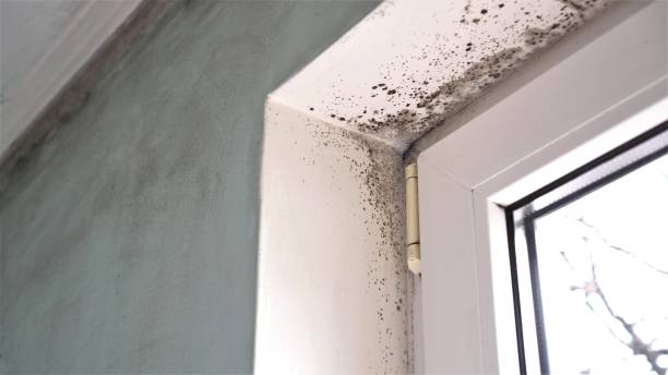 Best Basement Mold Removal  in Shorewood, MN