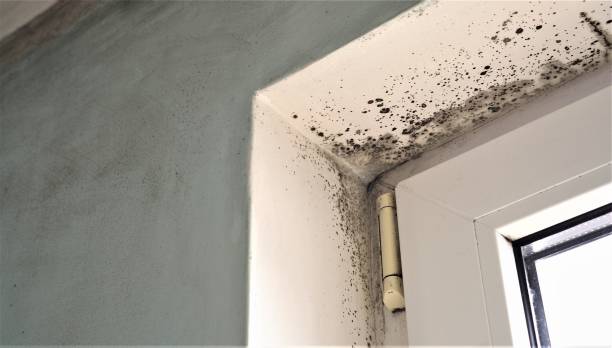 Best Mold Odor Removal Services  in Shorewood, MN