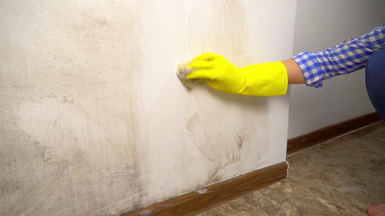 Environmental Consulting for Mold Prevention in Shorewood, MN