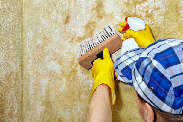 Best Air Quality Testing for Mold Spores  in Shorewood, MN