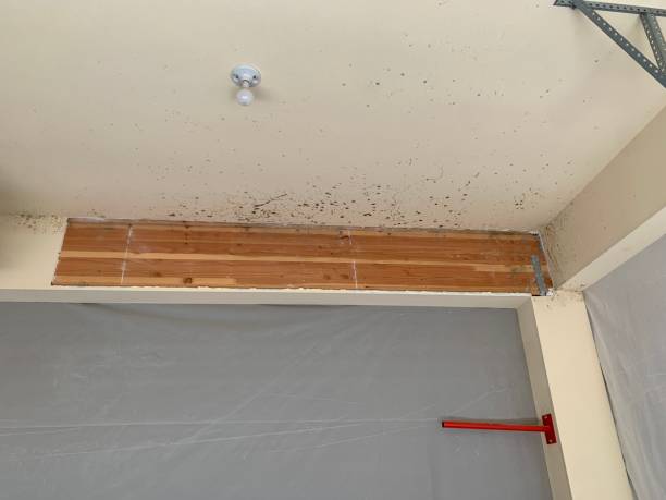 Best Black Mold Removal  in Shorewood, MN