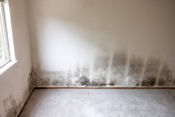 Best HVAC Mold Inspection and Cleaning  in Shorewood, MN