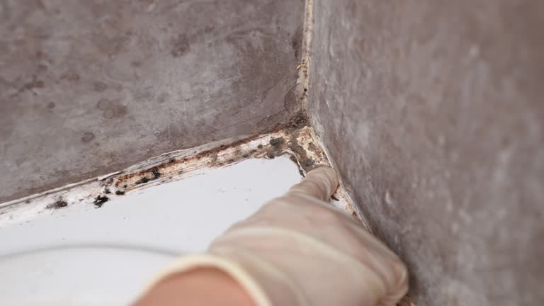 Best Water Damage & Mold Remediation  in Shorewood, MN