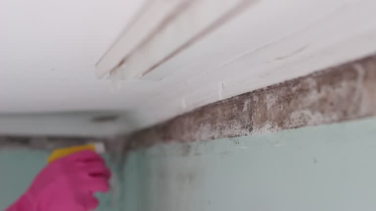  Shorewood, MN Mold Removal Pros