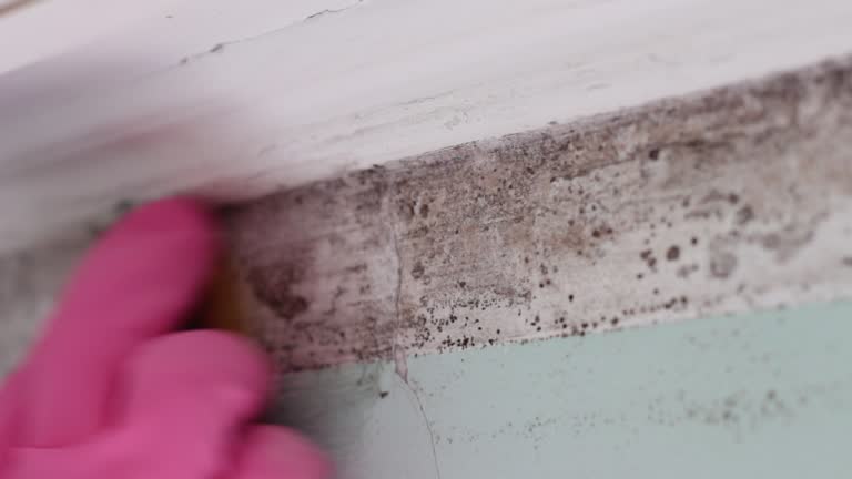 Best Forensic Mold Investigation  in Shorewood, MN
